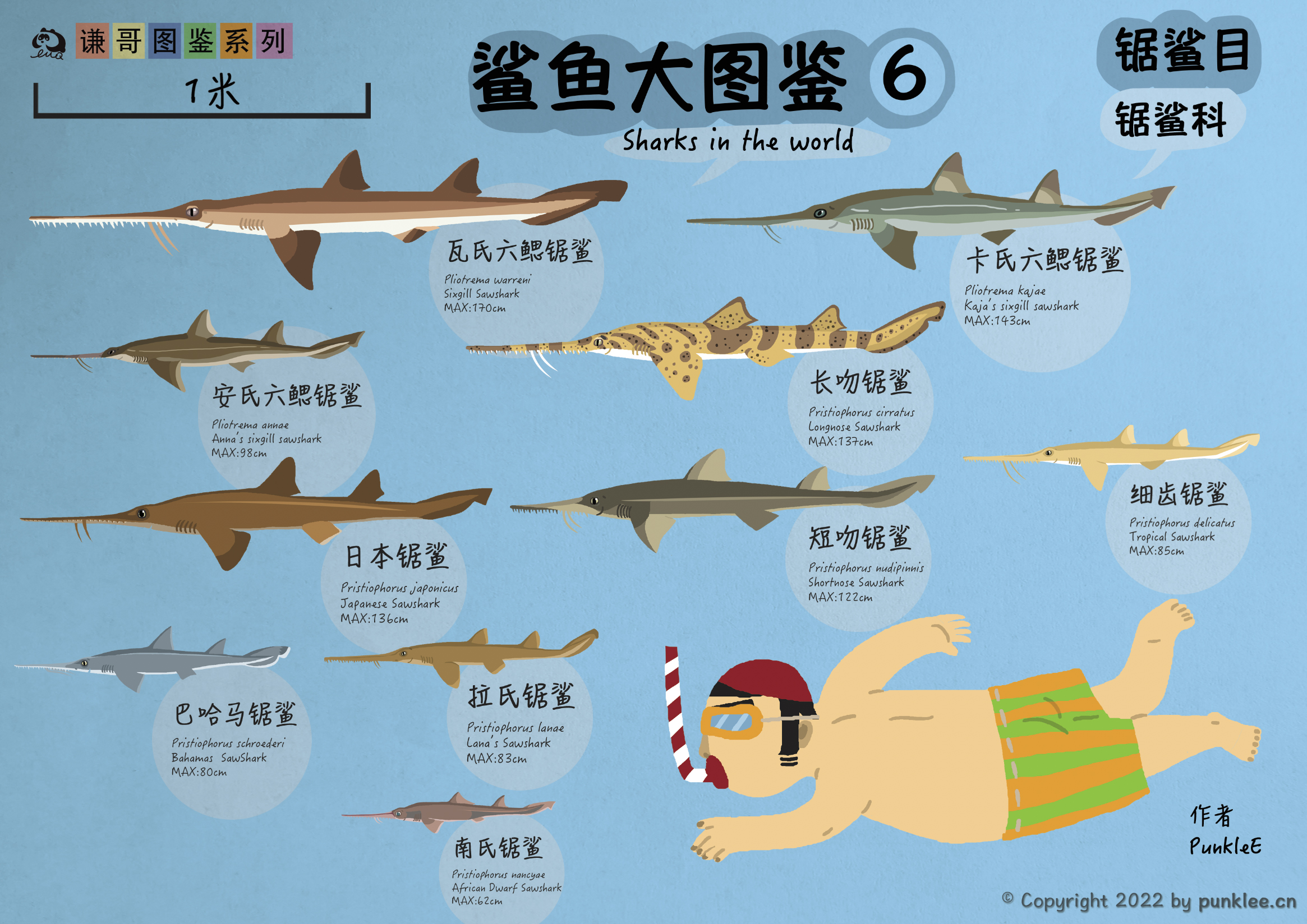 锯鲨目 Pristiophoriformes – 李墨谦绘馆 Li Moqian Painting Museum