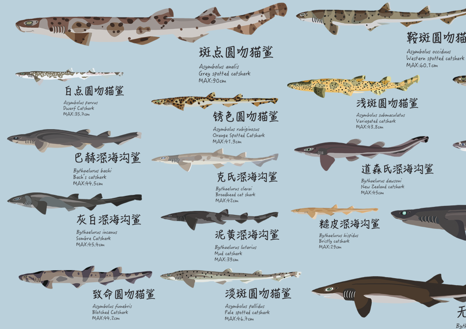 鲨鱼大图鉴Sharks of the World – 李墨谦绘馆Li Moqian Painting Museum